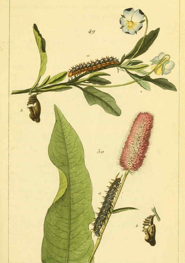 Reproducción/Reproduction 6059712172: Iconographie et histoire naturelle des chenilles Paris :G. Baillière;1849