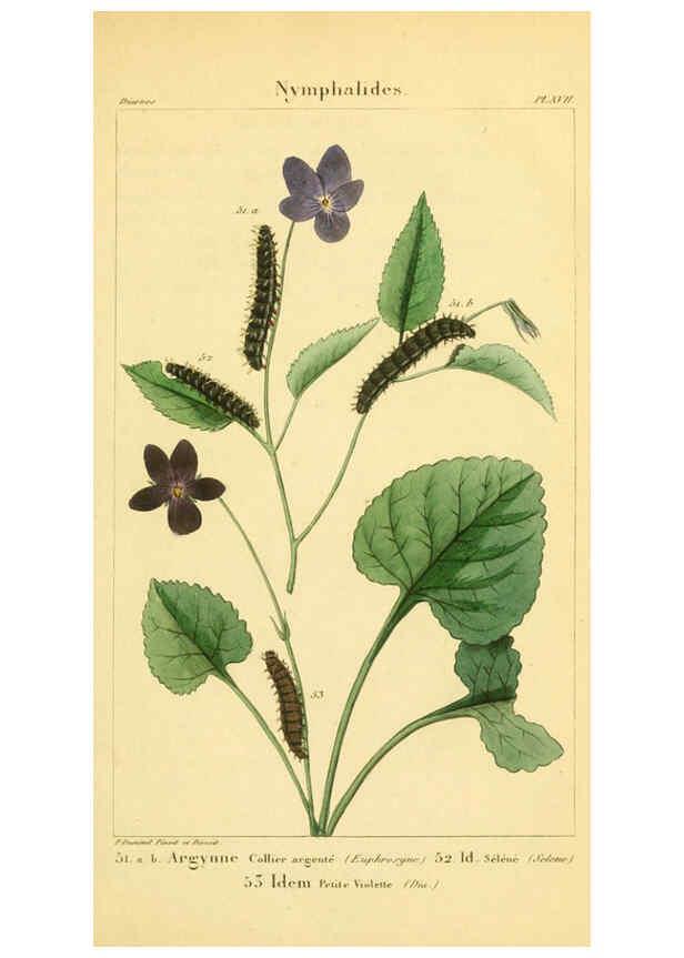 Reproducción/Reproduction 6059712576: Iconographie et histoire naturelle des chenilles Paris :G. Baillière;1849