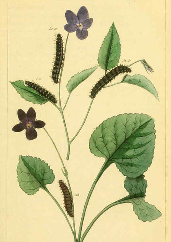 Reproducción/Reproduction 6059712576: Iconographie et histoire naturelle des chenilles Paris :G. Baillière;1849