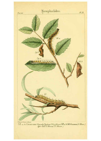 Reproducción/Reproduction 6059710676: Iconographie et histoire naturelle des chenilles Paris :G. Baillière;1849