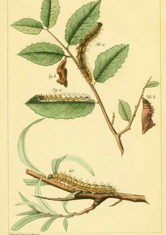Reproducción/Reproduction 6059710676: Iconographie et histoire naturelle des chenilles Paris :G. Baillière;1849
