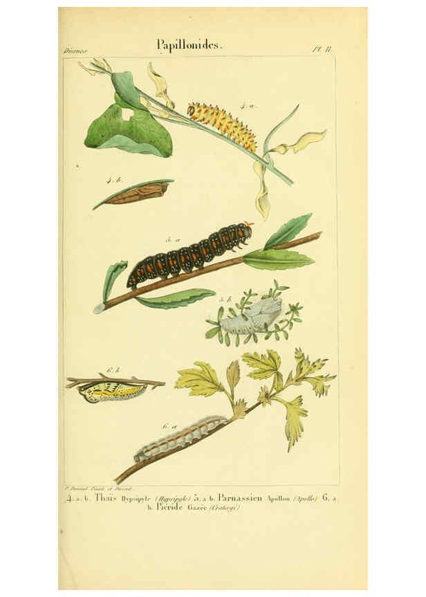Reproducción/Reproduction 6059160661: Iconographie et histoire naturelle des chenilles Paris :G. Baillière;1849