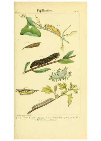 Reproducción/Reproduction 6059160661: Iconographie et histoire naturelle des chenilles Paris :G. Baillière;1849