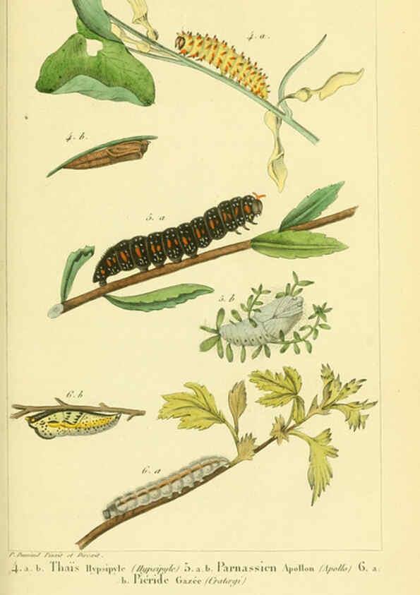 Reproducción/Reproduction 6059160661: Iconographie et histoire naturelle des chenilles Paris :G. Baillière;1849