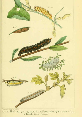 Reproducción/Reproduction 6059160661: Iconographie et histoire naturelle des chenilles Paris :G. Baillière;1849