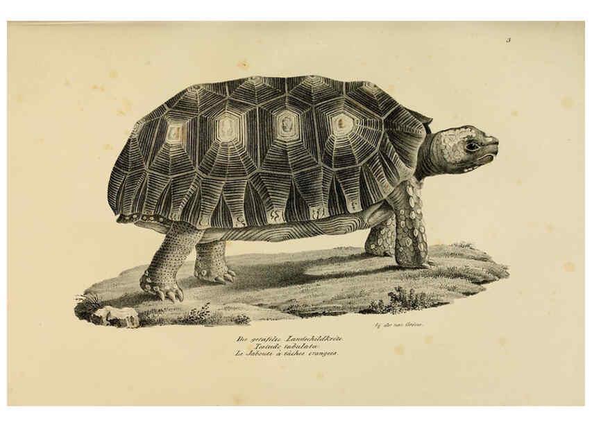 Reproducción/Reproduction 6059763778: Naturgeschichte und Abbildungen der Reptilien Schaffhausen :Aus Brodtmann's lithographischer Kunstanstalt,1833