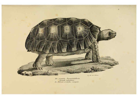 Reproducción/Reproduction 6059763778: Naturgeschichte und Abbildungen der Reptilien Schaffhausen :Aus Brodtmann's lithographischer Kunstanstalt,1833