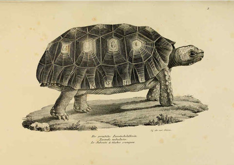 Reproducción/Reproduction 6059763778: Naturgeschichte und Abbildungen der Reptilien Schaffhausen :Aus Brodtmann's lithographischer Kunstanstalt,1833