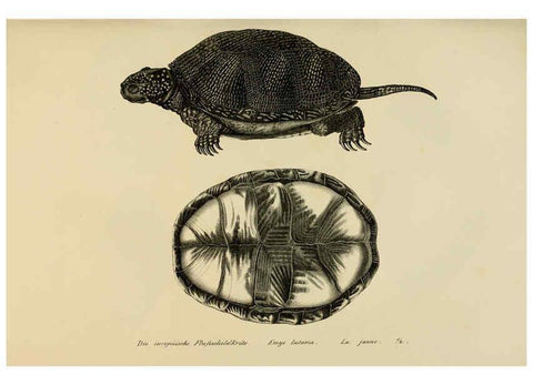 Reproducción/Reproduction 6059216911: Naturgeschichte und Abbildungen der Reptilien Schaffhausen :Aus Brodtmann's lithographischer Kunstanstalt,1833