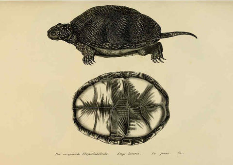 Reproducción/Reproduction 6059216911: Naturgeschichte und Abbildungen der Reptilien Schaffhausen :Aus Brodtmann's lithographischer Kunstanstalt,1833