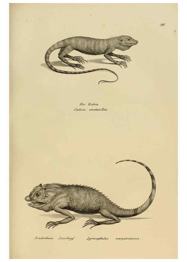 Reproducción/Reproduction 6059769292: Naturgeschichte und Abbildungen der Reptilien Schaffhausen :Aus Brodtmann's lithographischer Kunstanstalt,1833