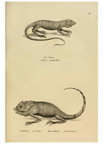 Reproducción/Reproduction 6059769292: Naturgeschichte und Abbildungen der Reptilien Schaffhausen :Aus Brodtmann's lithographischer Kunstanstalt,1833