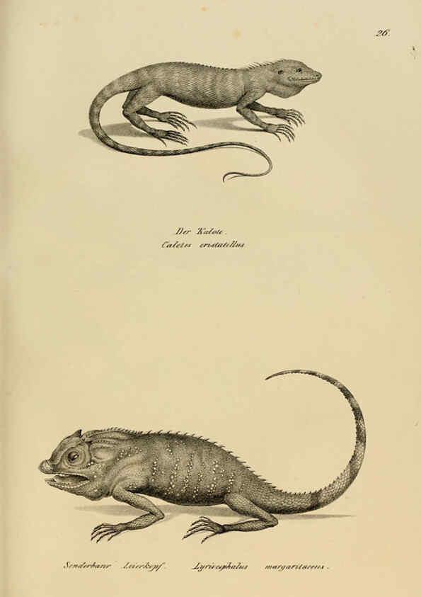 Reproducción/Reproduction 6059769292: Naturgeschichte und Abbildungen der Reptilien Schaffhausen :Aus Brodtmann's lithographischer Kunstanstalt,1833