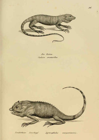 Reproducción/Reproduction 6059769292: Naturgeschichte und Abbildungen der Reptilien Schaffhausen :Aus Brodtmann's lithographischer Kunstanstalt,1833