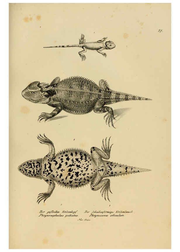Reproducción/Reproduction 6059769512: Naturgeschichte und Abbildungen der Reptilien Schaffhausen :Aus Brodtmann's lithographischer Kunstanstalt,1833