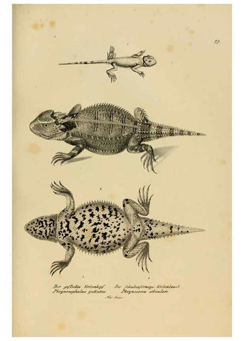 Reproducción/Reproduction 6059769512: Naturgeschichte und Abbildungen der Reptilien Schaffhausen :Aus Brodtmann's lithographischer Kunstanstalt,1833