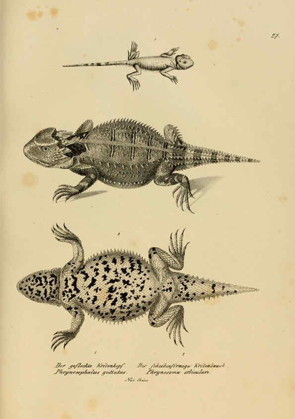 Reproducción/Reproduction 6059769512: Naturgeschichte und Abbildungen der Reptilien Schaffhausen :Aus Brodtmann's lithographischer Kunstanstalt,1833