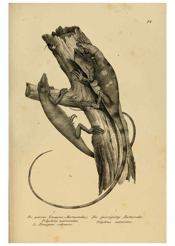 Reproducción/Reproduction 6059222657: Naturgeschichte und Abbildungen der Reptilien Schaffhausen :Aus Brodtmann's lithographischer Kunstanstalt,1833