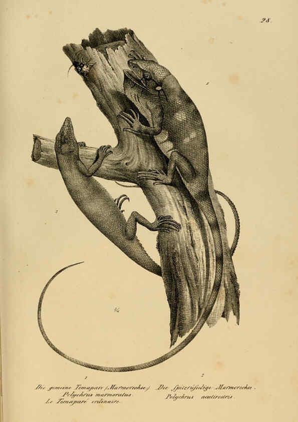 Reproducción/Reproduction 6059222657: Naturgeschichte und Abbildungen der Reptilien Schaffhausen :Aus Brodtmann's lithographischer Kunstanstalt,1833