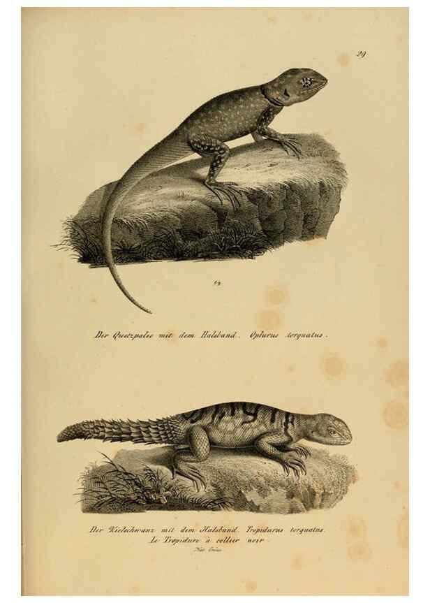 Reproducción/Reproduction 6059222909: Naturgeschichte und Abbildungen der Reptilien Schaffhausen :Aus Brodtmann's lithographischer Kunstanstalt,1833
