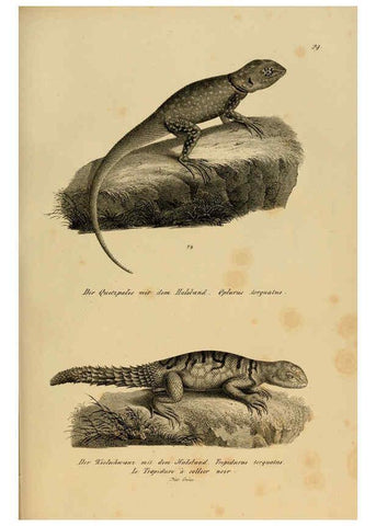 Reproducción/Reproduction 6059222909: Naturgeschichte und Abbildungen der Reptilien Schaffhausen :Aus Brodtmann's lithographischer Kunstanstalt,1833