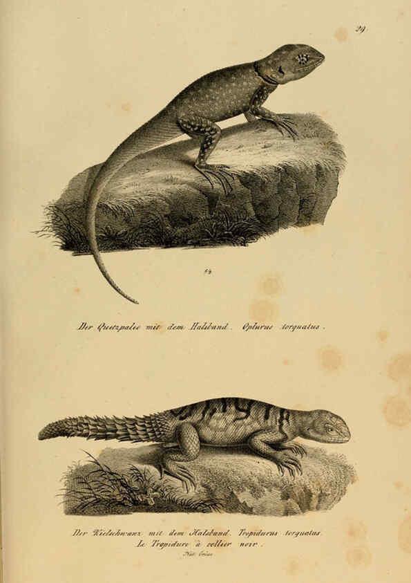 Reproducción/Reproduction 6059222909: Naturgeschichte und Abbildungen der Reptilien Schaffhausen :Aus Brodtmann's lithographischer Kunstanstalt,1833