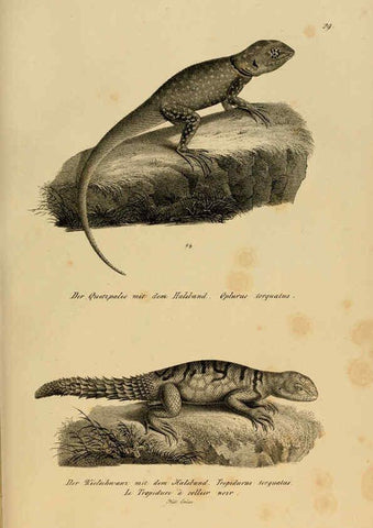 Reproducción/Reproduction 6059222909: Naturgeschichte und Abbildungen der Reptilien Schaffhausen :Aus Brodtmann's lithographischer Kunstanstalt,1833