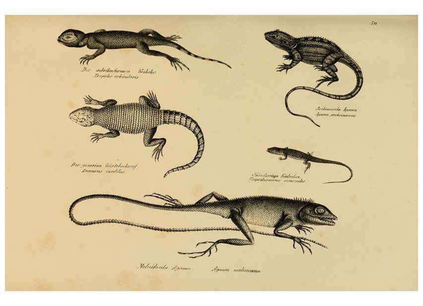 Reproducción/Reproduction 6059223185: Naturgeschichte und Abbildungen der Reptilien Schaffhausen :Aus Brodtmann's lithographischer Kunstanstalt,1833