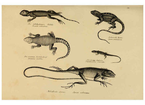 Reproducción/Reproduction 6059223185: Naturgeschichte und Abbildungen der Reptilien Schaffhausen :Aus Brodtmann's lithographischer Kunstanstalt,1833