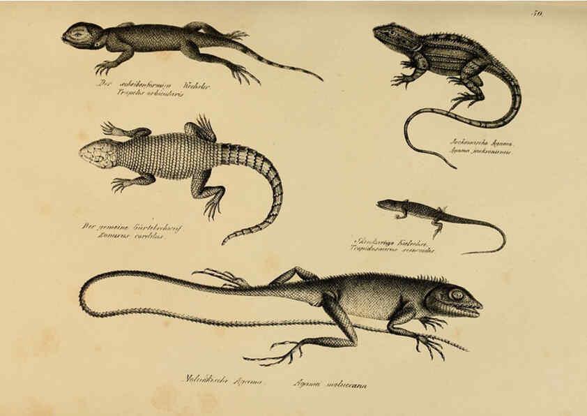 Reproducción/Reproduction 6059223185: Naturgeschichte und Abbildungen der Reptilien Schaffhausen :Aus Brodtmann's lithographischer Kunstanstalt,1833