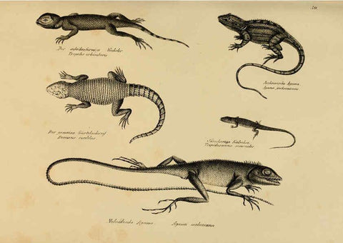 Reproducción/Reproduction 6059223185: Naturgeschichte und Abbildungen der Reptilien Schaffhausen :Aus Brodtmann's lithographischer Kunstanstalt,1833