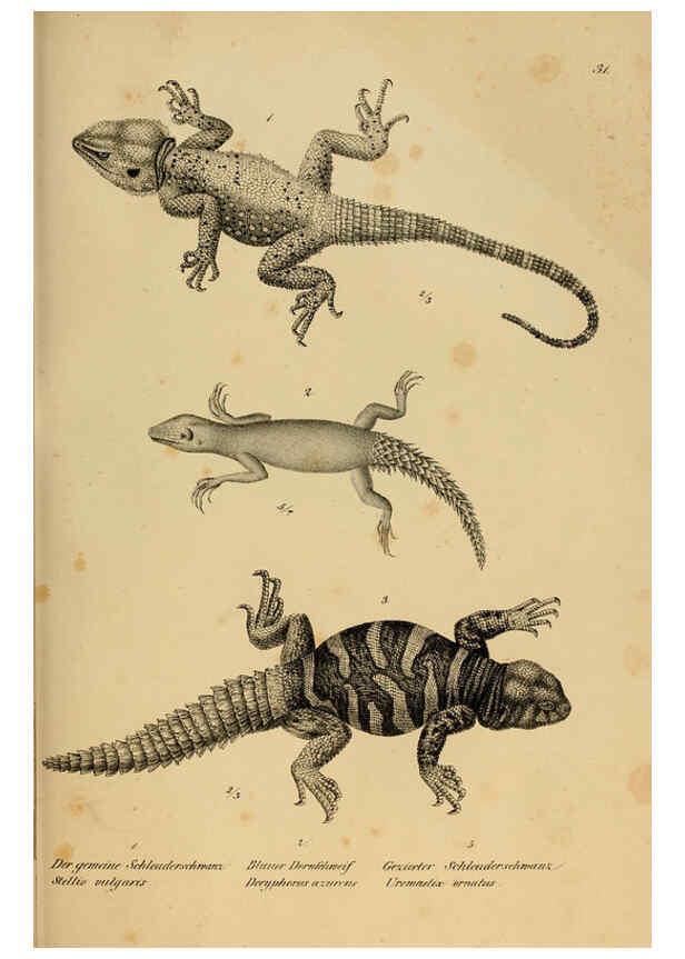 Reproducción/Reproduction 6059223365: Naturgeschichte und Abbildungen der Reptilien Schaffhausen :Aus Brodtmann's lithographischer Kunstanstalt,1833