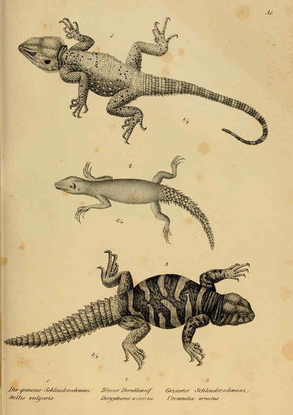 Reproducción/Reproduction 6059223365: Naturgeschichte und Abbildungen der Reptilien Schaffhausen :Aus Brodtmann's lithographischer Kunstanstalt,1833