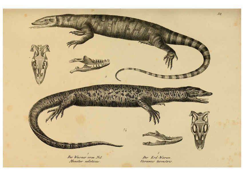 Reproducción/Reproduction 6059223673: Naturgeschichte und Abbildungen der Reptilien Schaffhausen :Aus Brodtmann's lithographischer Kunstanstalt,1833