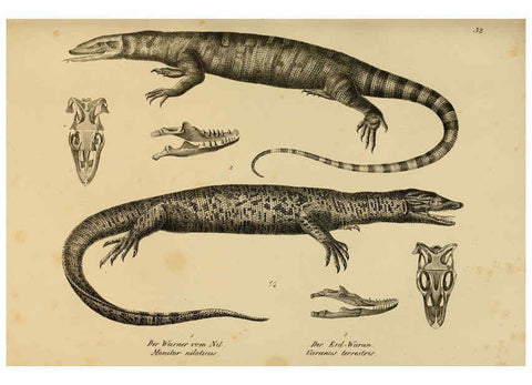 Reproducción/Reproduction 6059223673: Naturgeschichte und Abbildungen der Reptilien Schaffhausen :Aus Brodtmann's lithographischer Kunstanstalt,1833