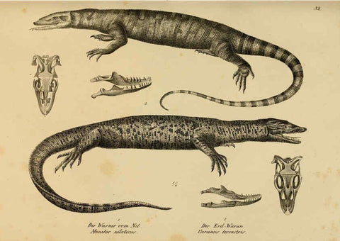 Reproducción/Reproduction 6059223673: Naturgeschichte und Abbildungen der Reptilien Schaffhausen :Aus Brodtmann's lithographischer Kunstanstalt,1833