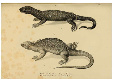 Reproducción/Reproduction 6059771028: Naturgeschichte und Abbildungen der Reptilien Schaffhausen :Aus Brodtmann's lithographischer Kunstanstalt,1833