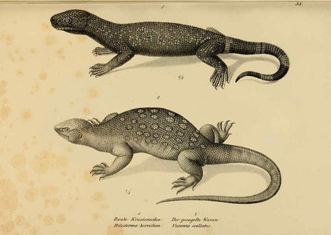 Reproducción/Reproduction 6059771028: Naturgeschichte und Abbildungen der Reptilien Schaffhausen :Aus Brodtmann's lithographischer Kunstanstalt,1833