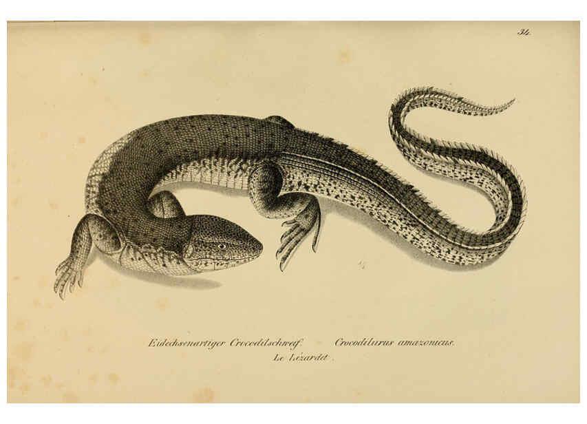Reproducción/Reproduction 6059771350: Naturgeschichte und Abbildungen der Reptilien Schaffhausen :Aus Brodtmann's lithographischer Kunstanstalt,1833