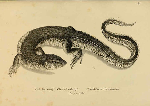 Reproducción/Reproduction 6059771350: Naturgeschichte und Abbildungen der Reptilien Schaffhausen :Aus Brodtmann's lithographischer Kunstanstalt,1833
