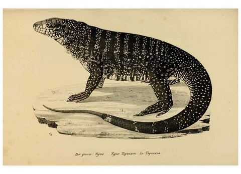 Reproducción/Reproduction 6059771564: Naturgeschichte und Abbildungen der Reptilien Schaffhausen :Aus Brodtmann's lithographischer Kunstanstalt,1833