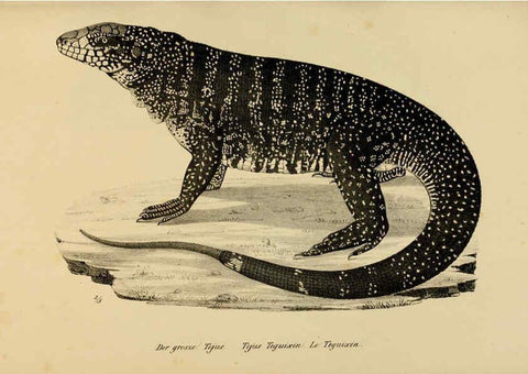 Reproducción/Reproduction 6059771564: Naturgeschichte und Abbildungen der Reptilien Schaffhausen :Aus Brodtmann's lithographischer Kunstanstalt,1833