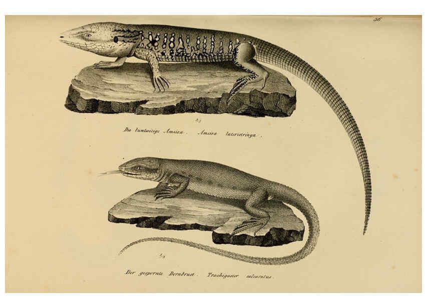 Reproducción/Reproduction 6059224729: Naturgeschichte und Abbildungen der Reptilien Schaffhausen :Aus Brodtmann's lithographischer Kunstanstalt,1833