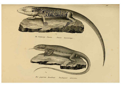 Reproducción/Reproduction 6059224729: Naturgeschichte und Abbildungen der Reptilien Schaffhausen :Aus Brodtmann's lithographischer Kunstanstalt,1833