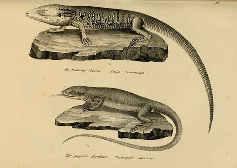Reproducción/Reproduction 6059224729: Naturgeschichte und Abbildungen der Reptilien Schaffhausen :Aus Brodtmann's lithographischer Kunstanstalt,1833