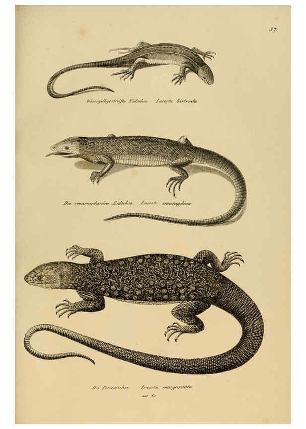 Reproducción/Reproduction 6059772070: Naturgeschichte und Abbildungen der Reptilien Schaffhausen :Aus Brodtmann's lithographischer Kunstanstalt,1833