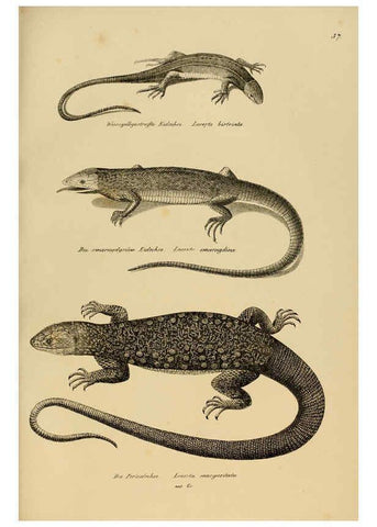 Reproducción/Reproduction 6059772070: Naturgeschichte und Abbildungen der Reptilien Schaffhausen :Aus Brodtmann's lithographischer Kunstanstalt,1833