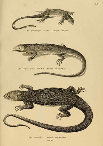 Reproducción/Reproduction 6059772070: Naturgeschichte und Abbildungen der Reptilien Schaffhausen :Aus Brodtmann's lithographischer Kunstanstalt,1833