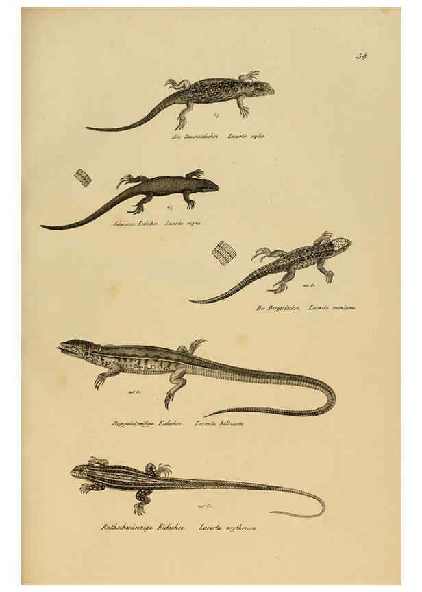 Reproducción/Reproduction 6059225193: Naturgeschichte und Abbildungen der Reptilien Schaffhausen :Aus Brodtmann's lithographischer Kunstanstalt,1833