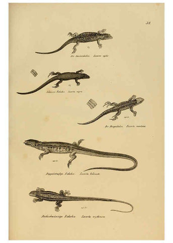 Reproducción/Reproduction 6059225193: Naturgeschichte und Abbildungen der Reptilien Schaffhausen :Aus Brodtmann's lithographischer Kunstanstalt,1833